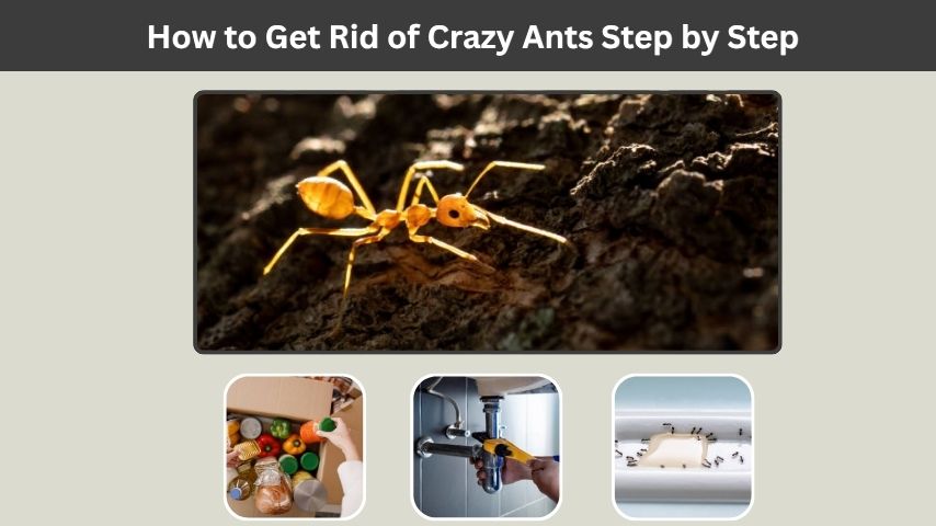How to Get Rid of Crazy Ants Step by Step