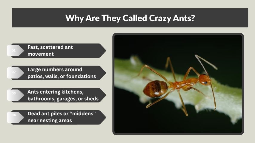 Why Are They Called Crazy Ants?