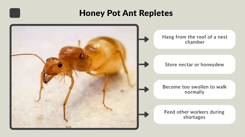 Honey Pot Ant Repletes