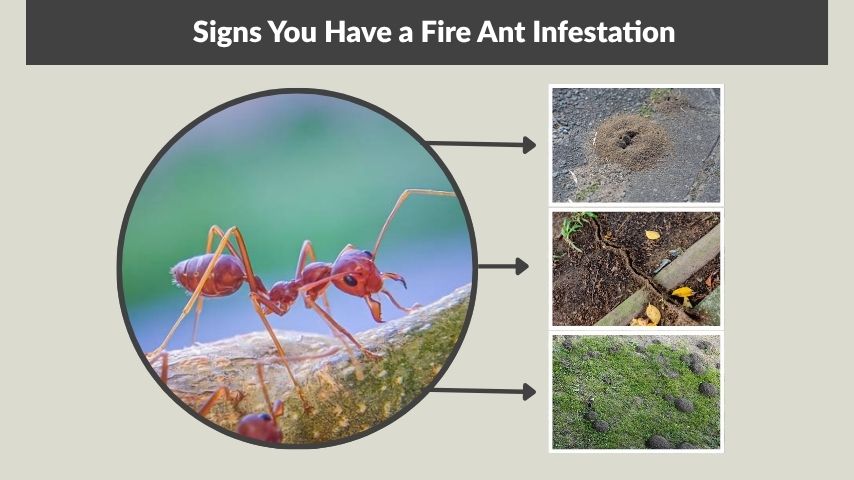 Signs You Have a Fire Ant Infestation