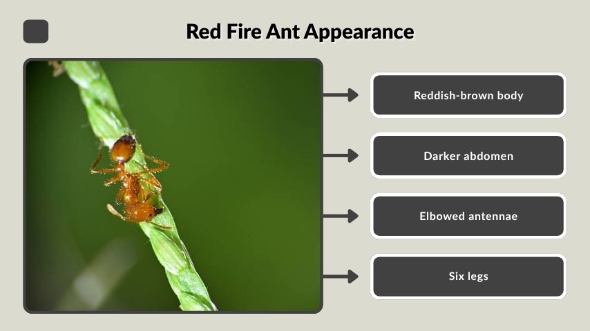 Red Fire Ant Appearance