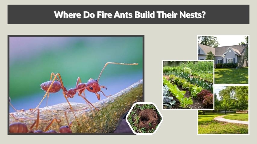 Where Do Fire Ants Build Their Nests?
