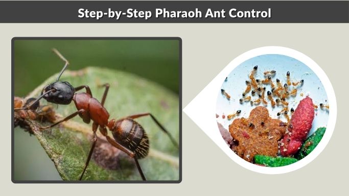 Step-by-Step Pharaoh Ant Control