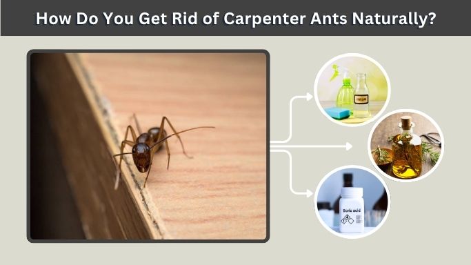 How Do You Get Rid of Carpenter Ants Naturally?