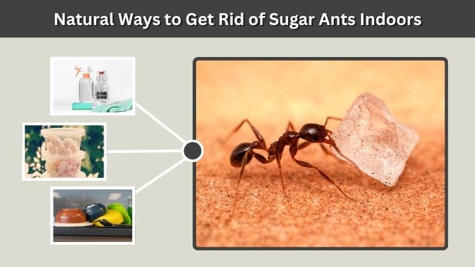 Natural Ways to Get Rid of Sugar Ants Indoors