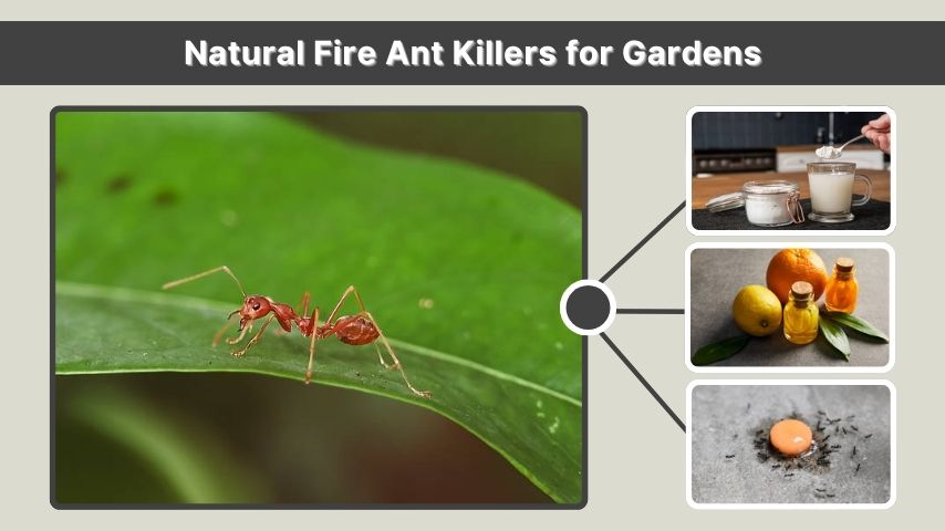 Natural Fire Ant Killers for Gardens