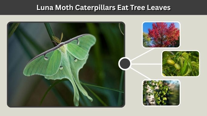 Luna Moth Caterpillars Eat Tree Leaves