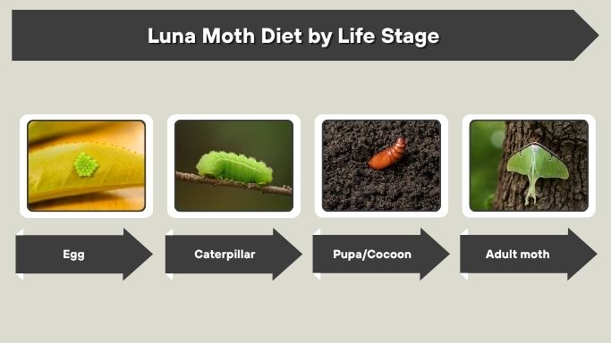 Luna Moth Diet by Life Stage