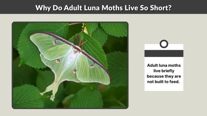 Why Do Adult Luna Moths Live So Short?