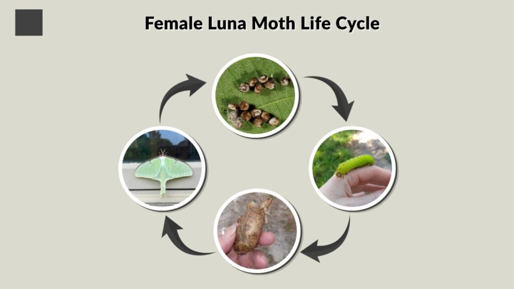 Female Luna Moth Life Cycle