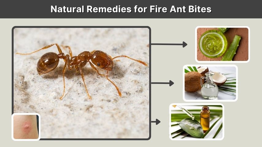 Natural Remedies for Fire Ant Bites