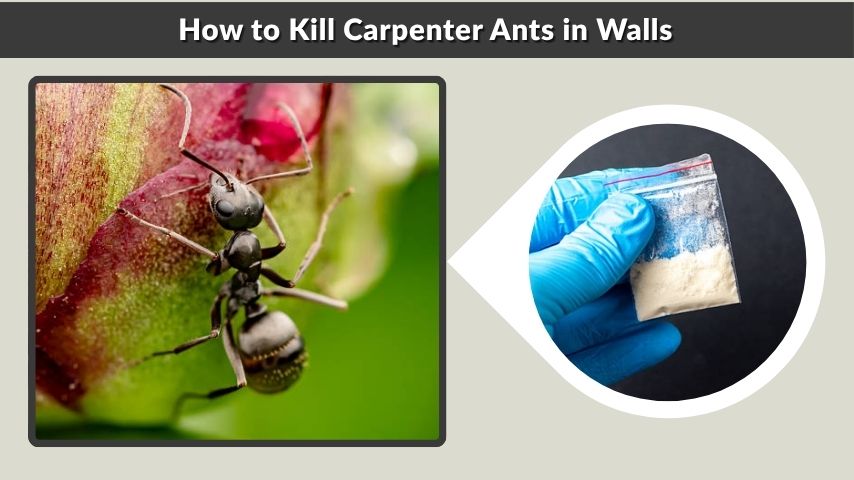 How to Kill Carpenter Ants in Walls