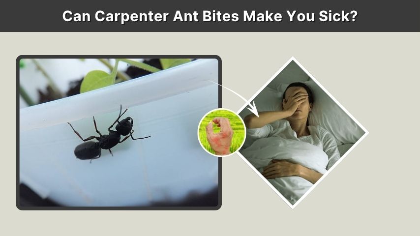 Can Carpenter Ant Bites Make You Sick?