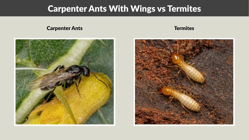 Carpenter Ants With Wings vs Termites