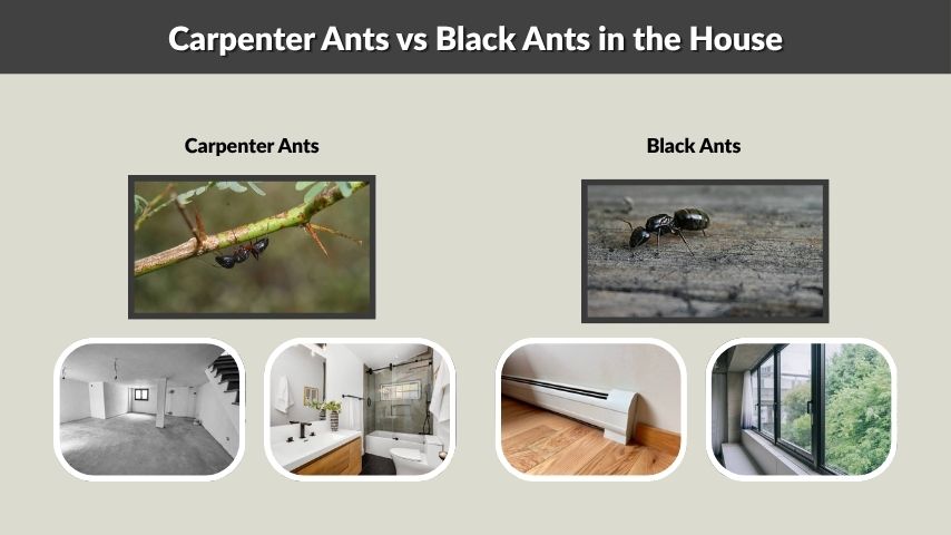 Carpenter Ants vs Black Ants in the House