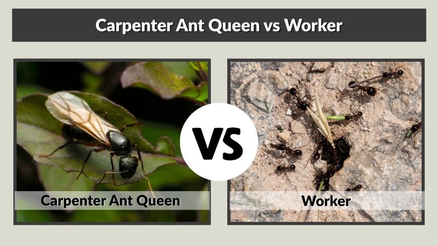 Carpenter Ant Queen vs Worker