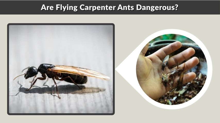 Are Flying Carpenter Ants Dangerous?