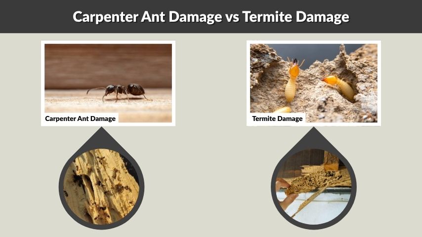 Carpenter Ant Damage vs Termite Damage