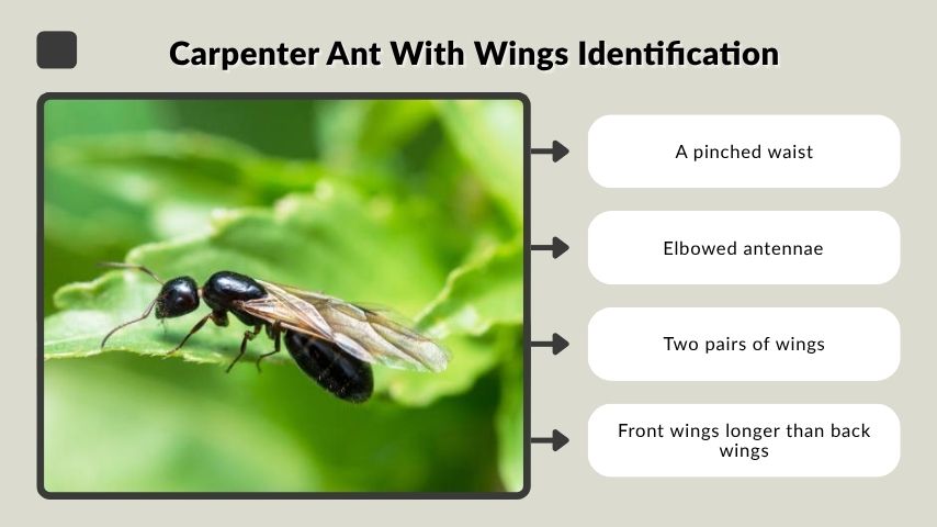 Carpenter Ant With Wings Identification