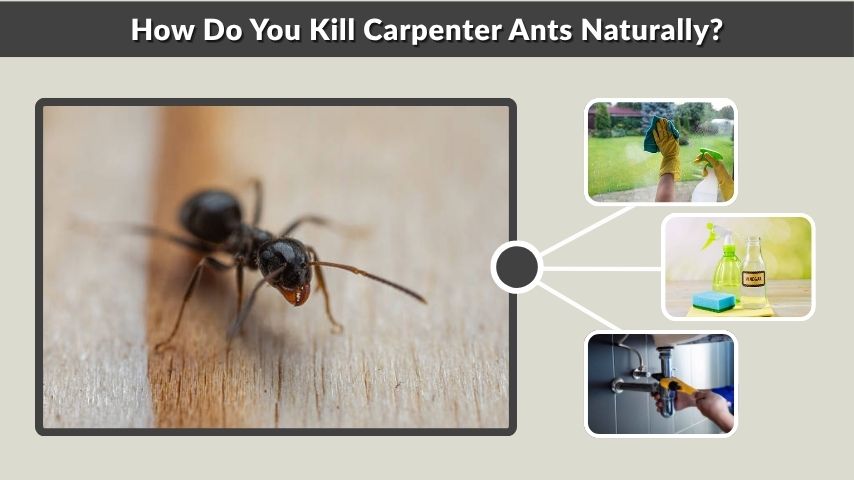 How Do You Kill Carpenter Ants Naturally?