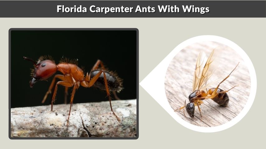 Florida Carpenter Ants With Wings