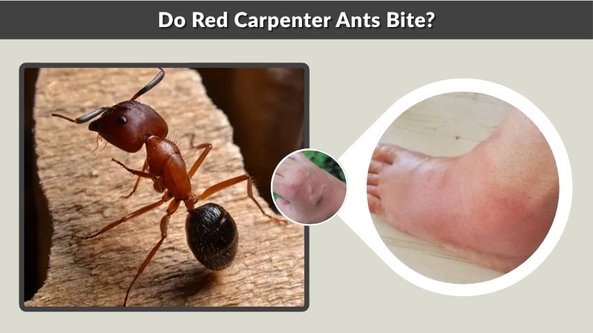 Do Red Carpenter Ants Bite?