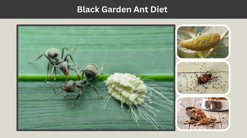 Black Garden Ant Diet