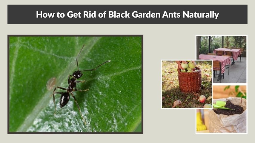 How to Get Rid of Black Garden Ants Naturally