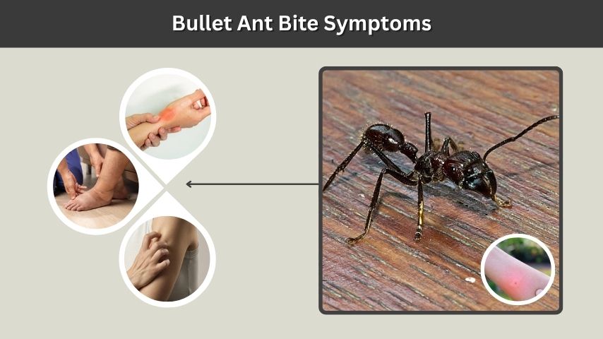 Bullet Ant Bite Symptoms