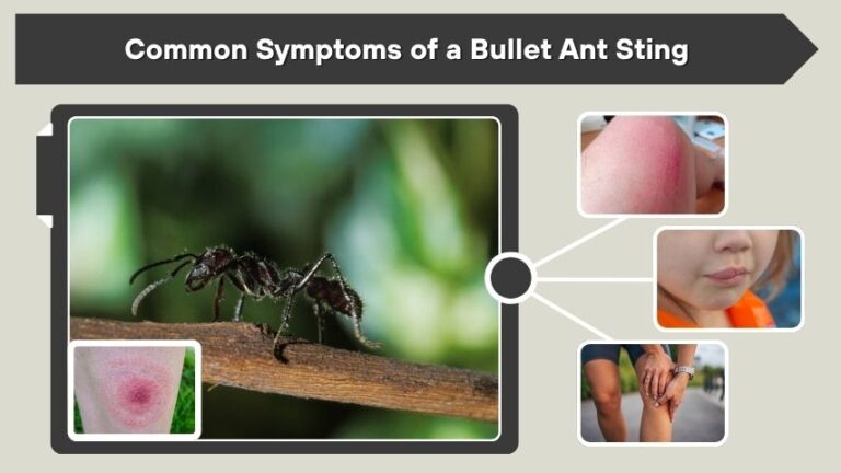 Bullet Ant Sting: Pain, Symptoms, Treatment, and Facts