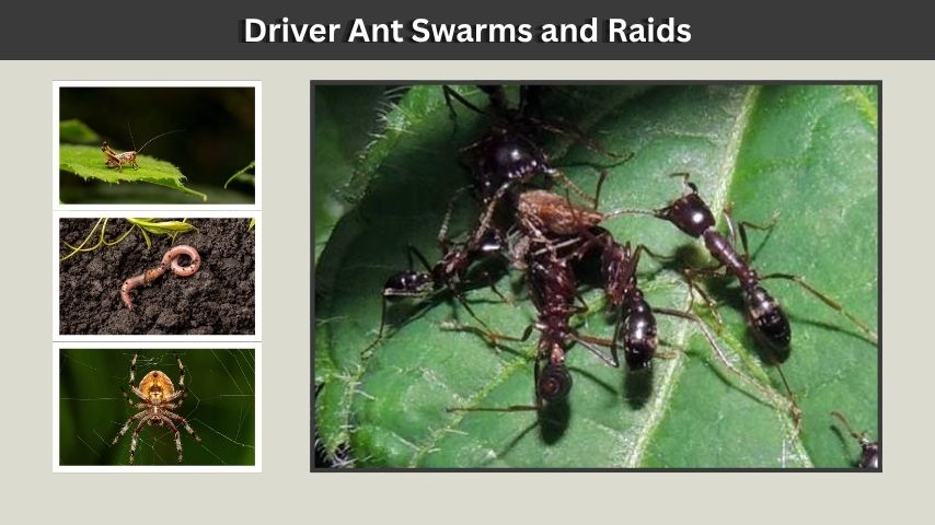 Driver Ant Swarms and Raids