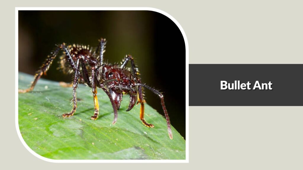 Bullet Ant