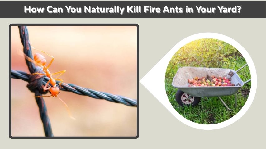 How Can You Naturally Kill Fire Ants in Your Yard?