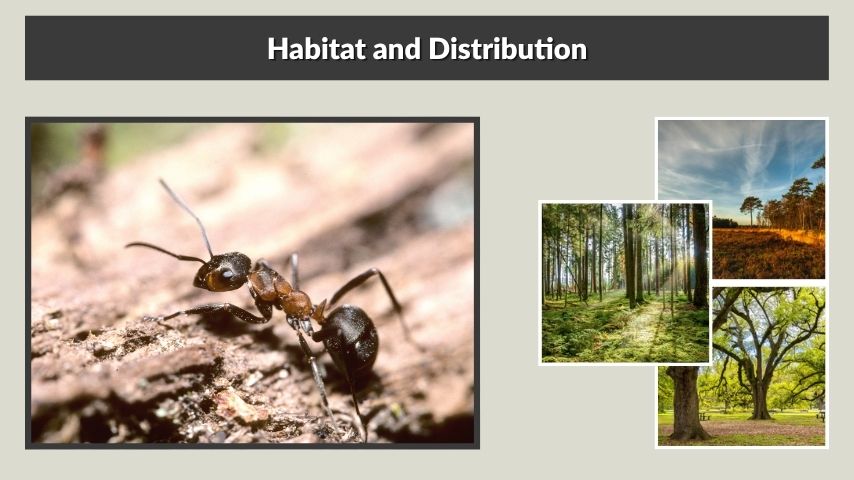 Habitat and Distribution