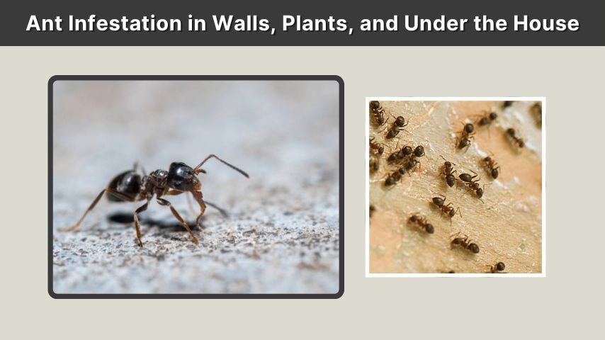 Ant Infestation in Walls, Plants, and Under the House