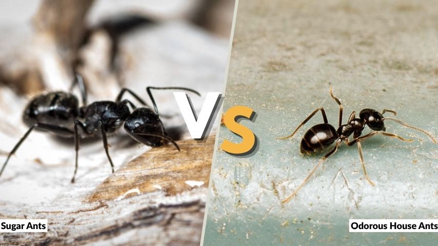 Sugar Ants vs Odorous House Ants
