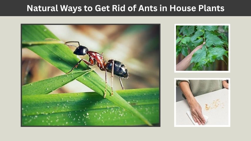 Natural Ways to Get Rid of Ants in House Plants