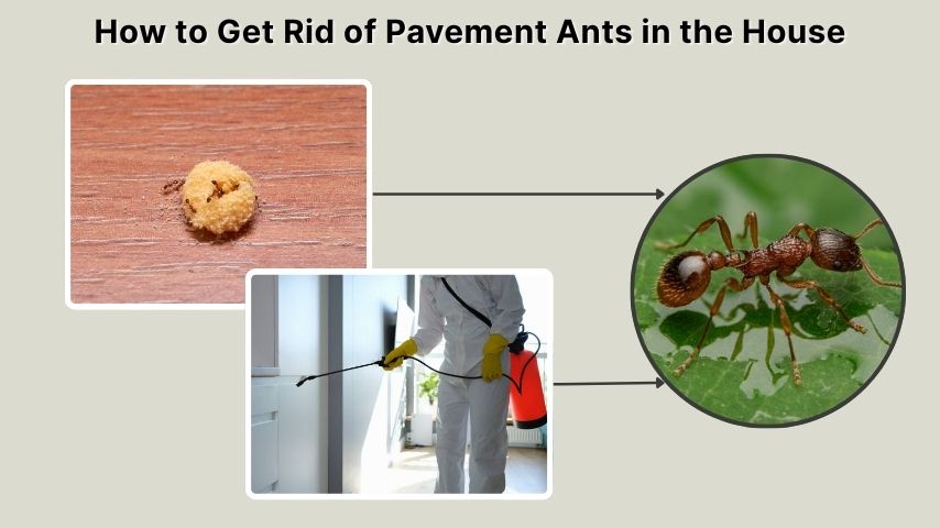 How to Get Rid of Pavement Ants in the House