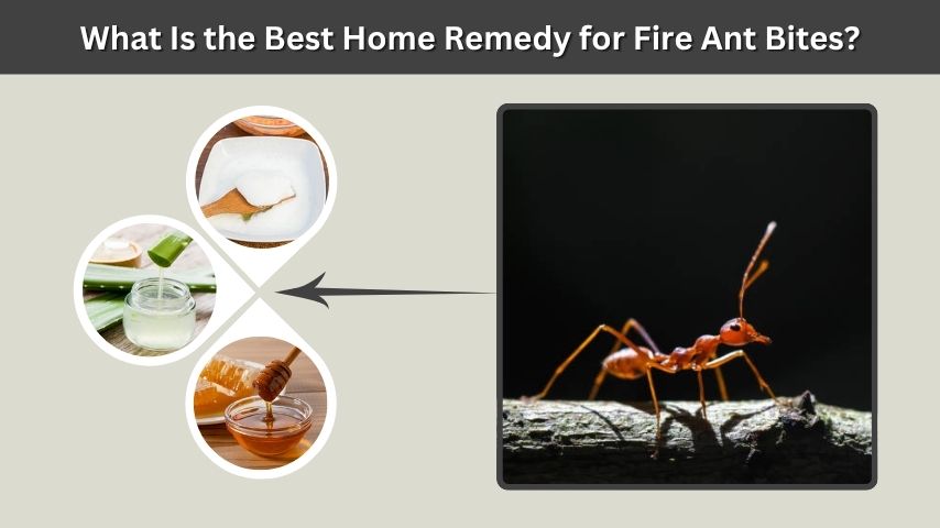 What Is the Best Home Remedy for Fire Ant Bites?