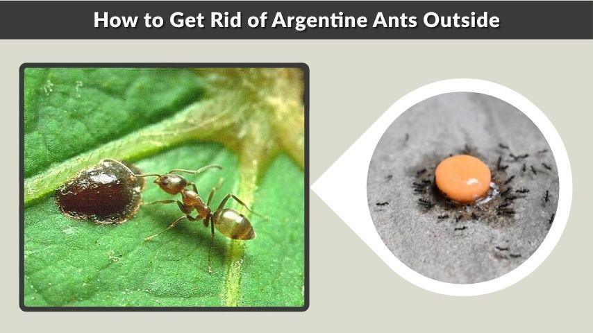 How to Get Rid of Argentine Ants Outside