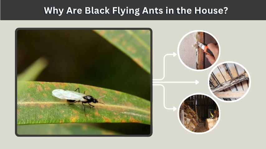 Why Are Black Flying Ants in the House?
