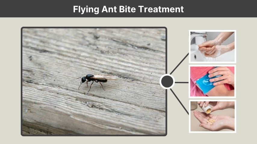 Flying Ant Bite Treatment