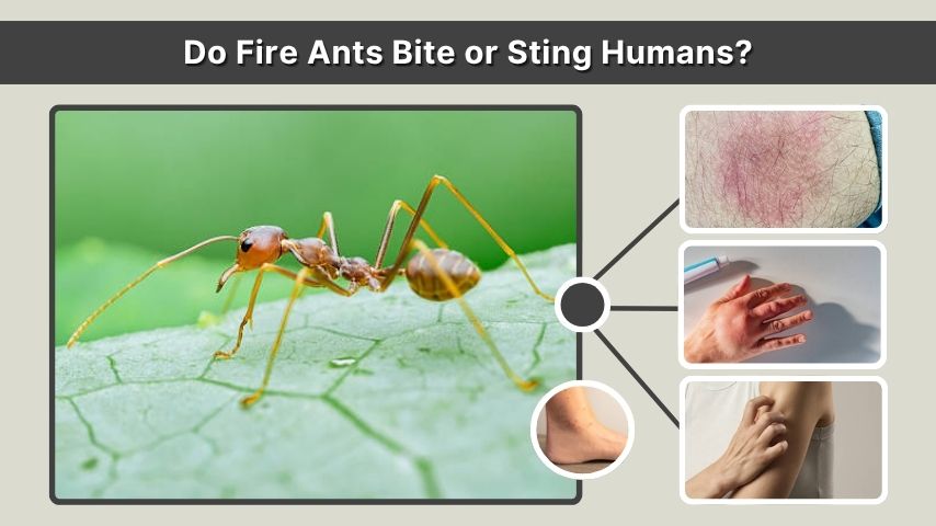 Do Fire Ants Bite or Sting Humans?