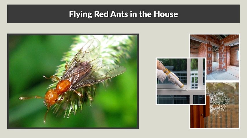 Flying Red Ants in the House