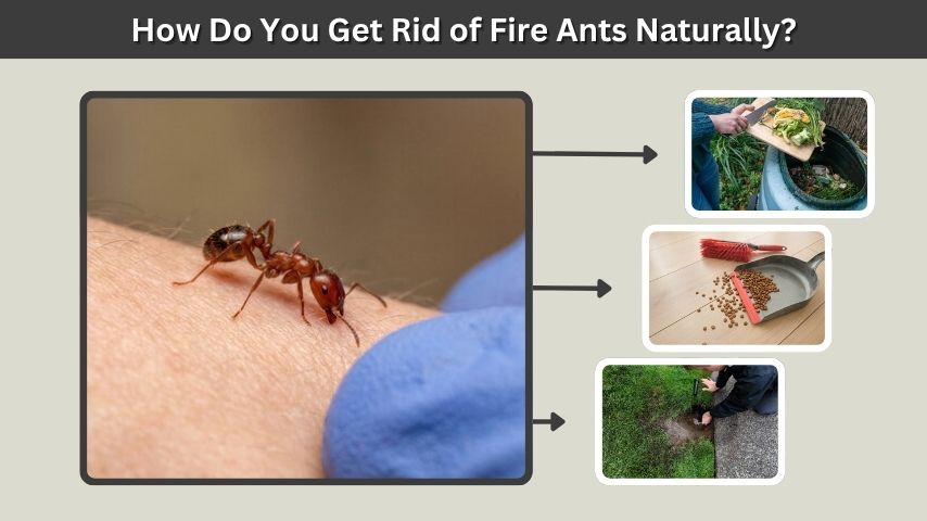 How Do You Get Rid of Fire Ants Naturally?