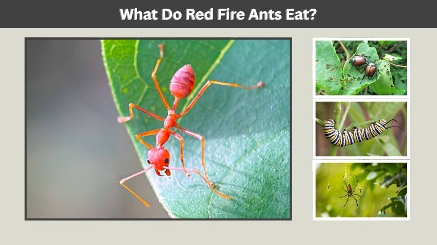 What Do Red Fire Ants Eat?