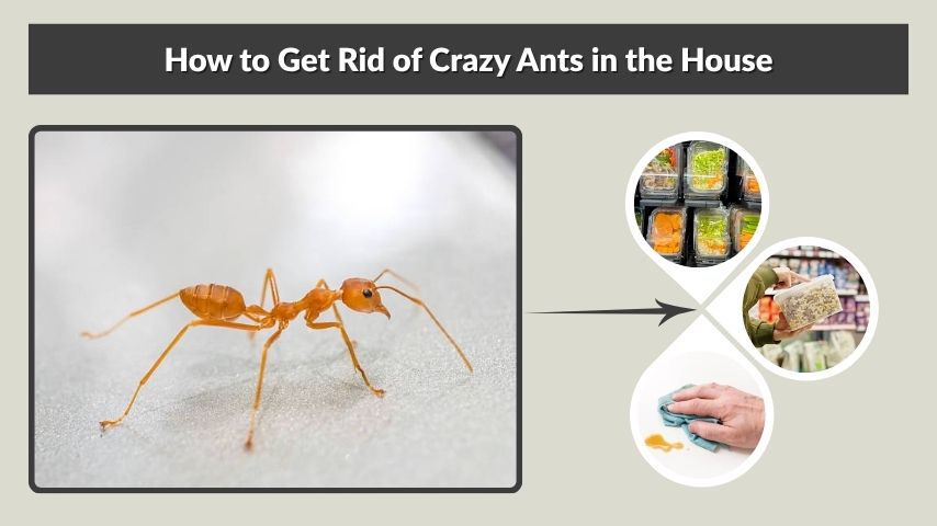How to Get Rid of Crazy Ants in the House