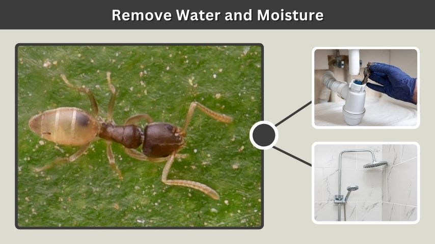Remove Water and Moisture