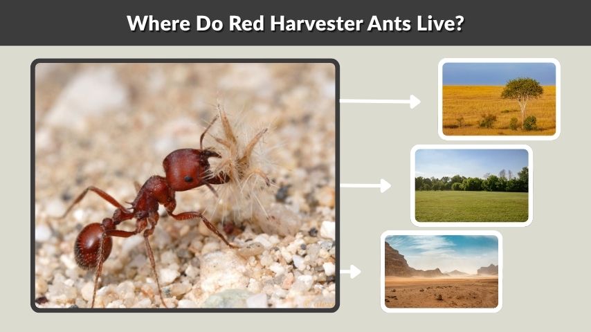 Where Do Red Harvester Ants Live?