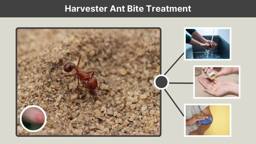Harvester Ant Bite Treatment